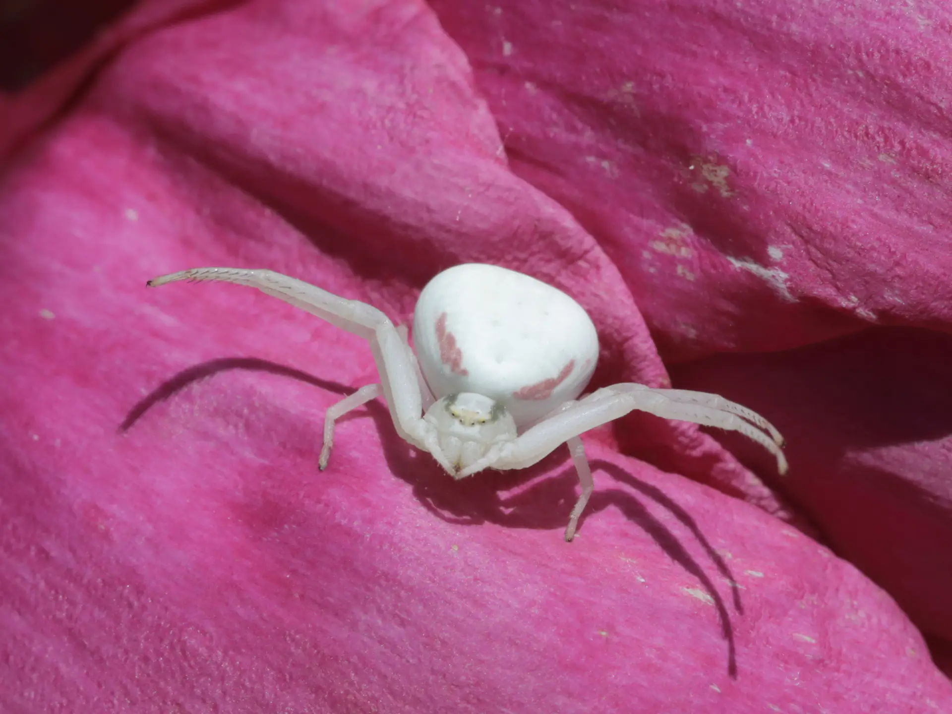 Featured image for “Lurking in a Flower Near You”