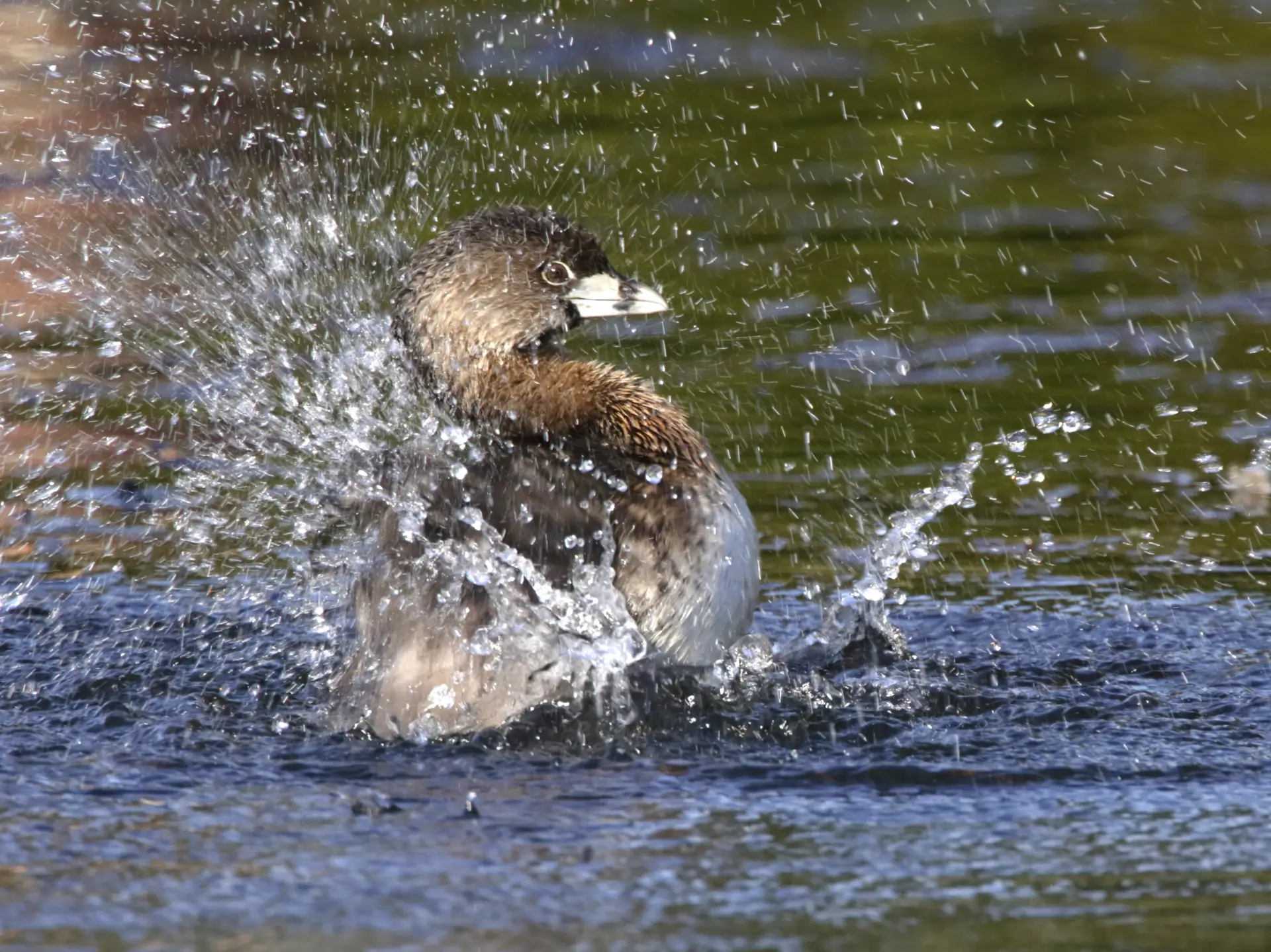 Featured image for “Results: 2020 Squamish Christmas Bird Count”