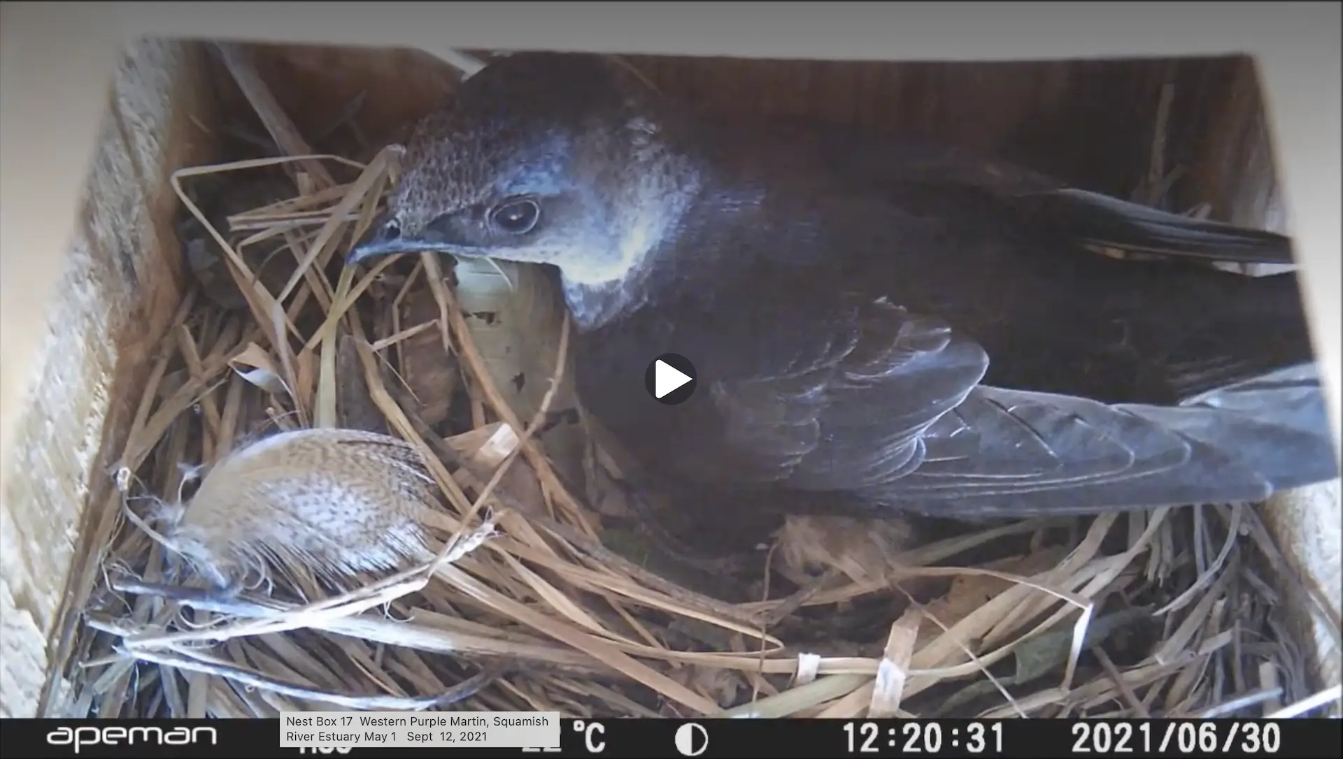 Featured image for “Nest Cam Success! At Home with the Martins”
