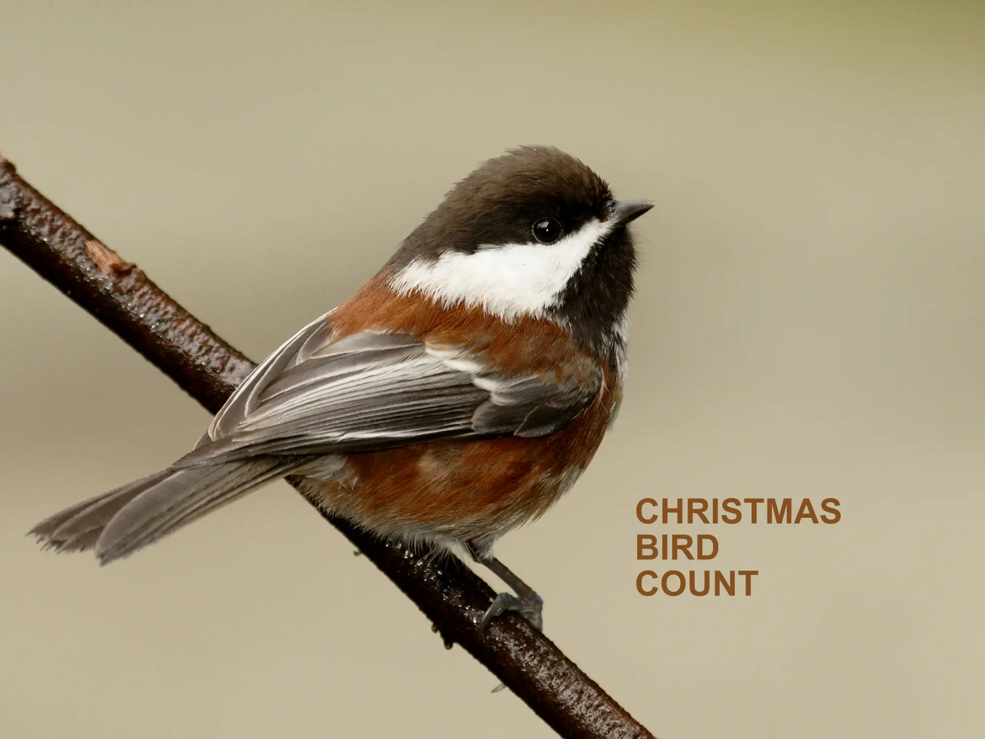 Featured image for “Results: 2022 Christmas Bird Count”