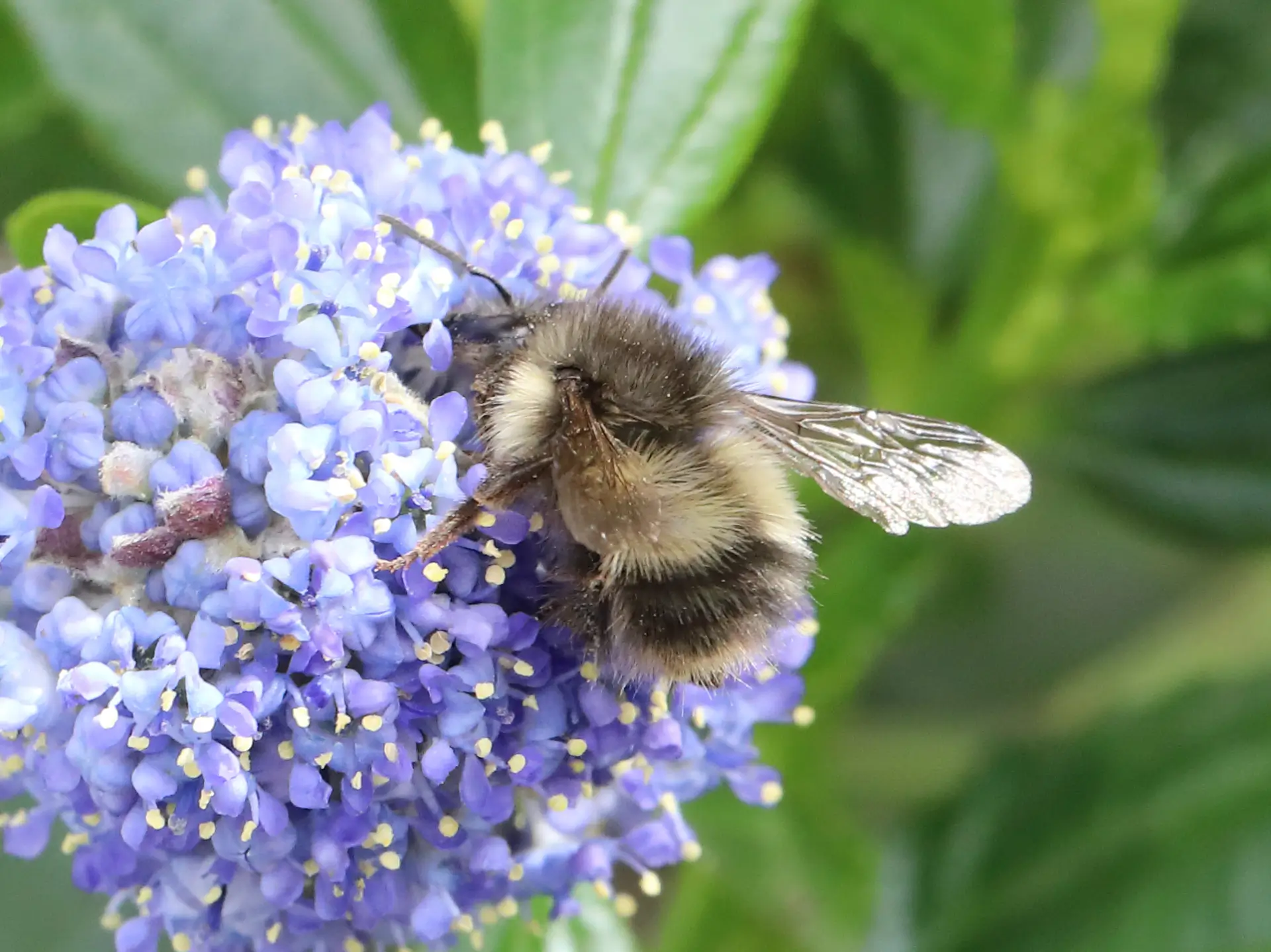 Featured image for “More Squamish Bumble Bees …”