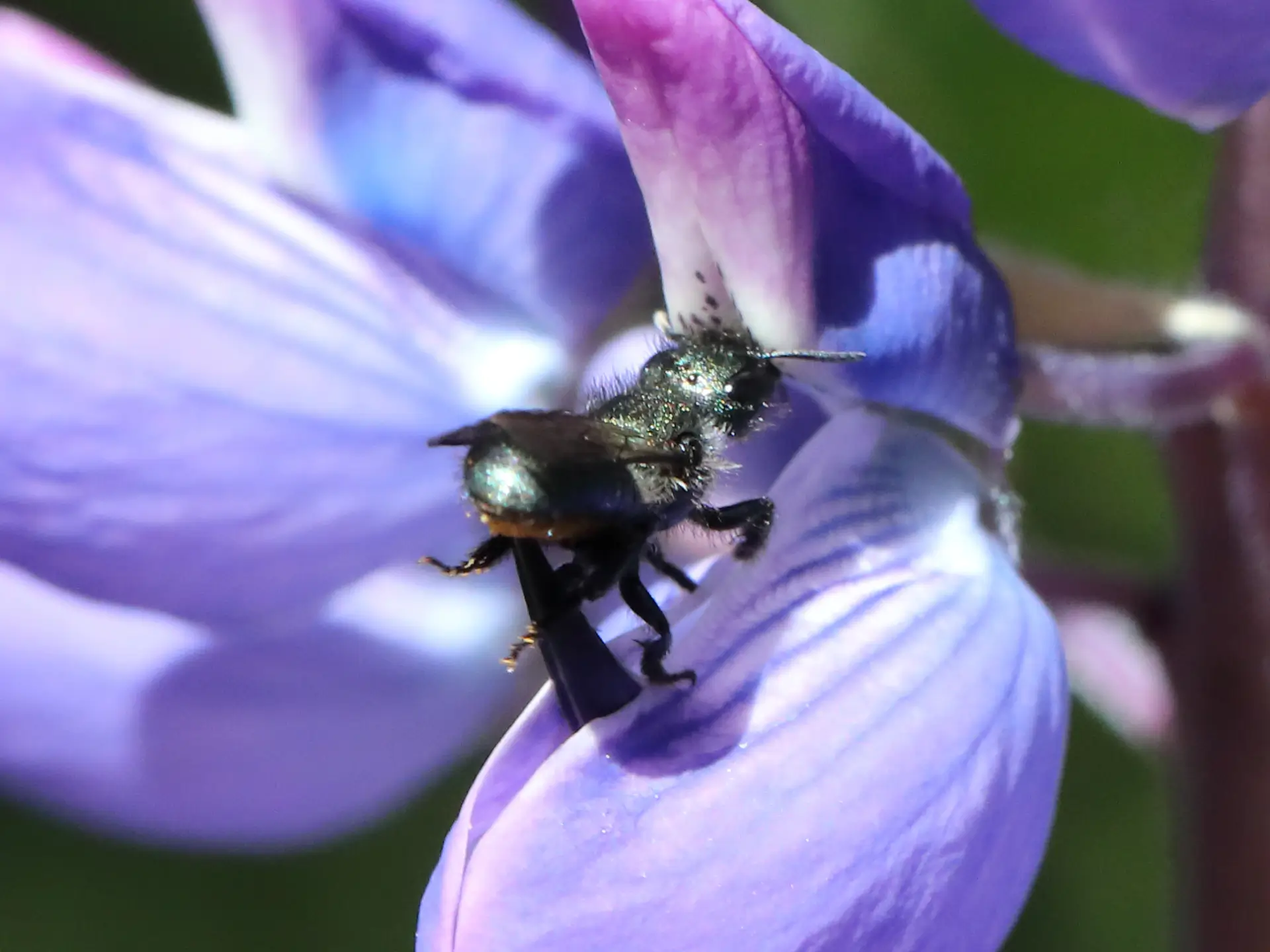 Featured image for “Our tiny bees and how to find them”