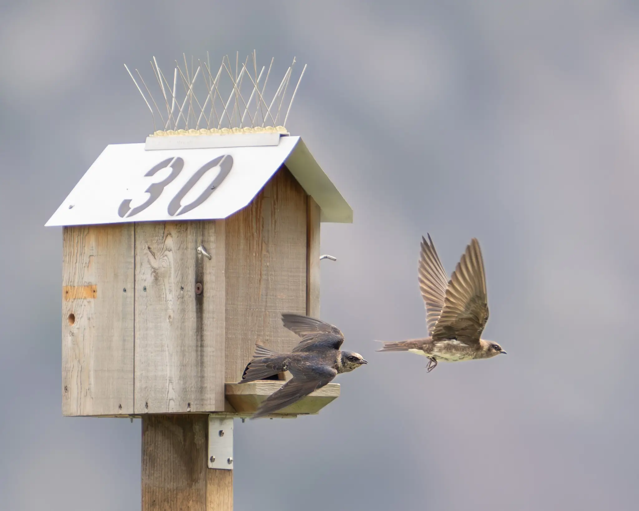 Featured image for “Purple Martin Recovery”
