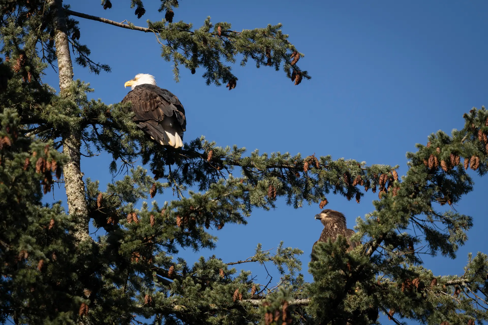 Featured image for “Results for the 39th Brackendale Winter Eagle Count: January 5, 2025”
