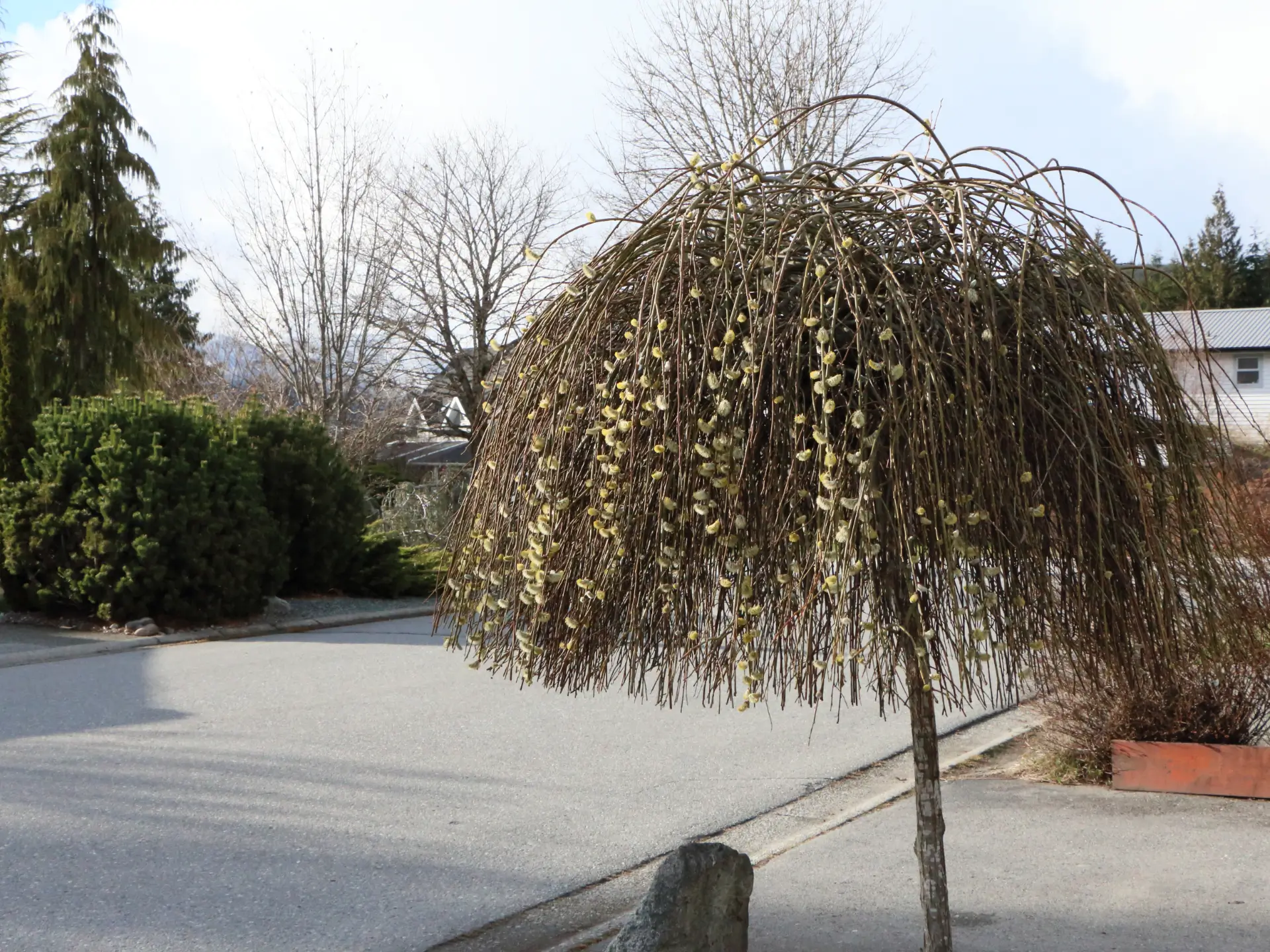 Featured image for “One Little Tree in Spring …”