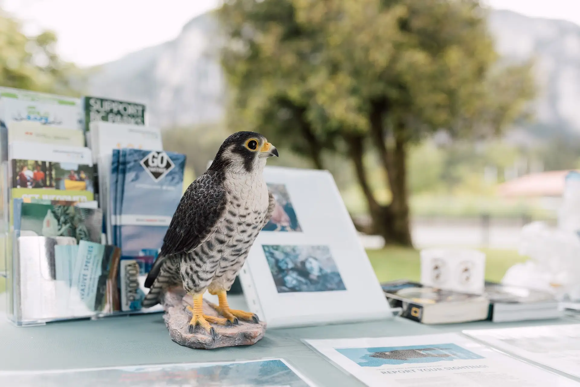 Featured image for “The Squamish Sḵwx̱wú7mesh Bird Festival is Coming to Town!”
