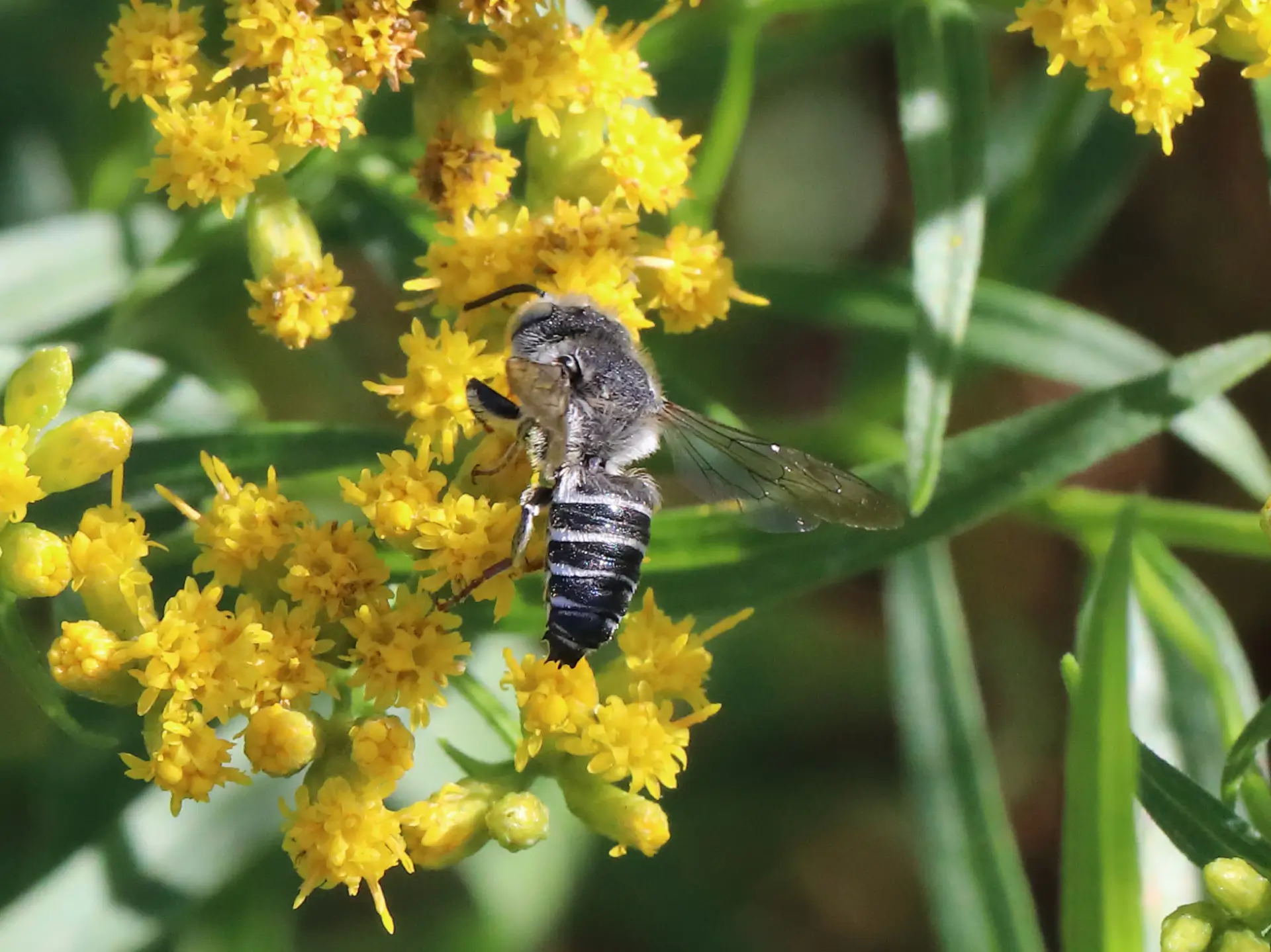Featured image for “Our Cuckoo Bees”