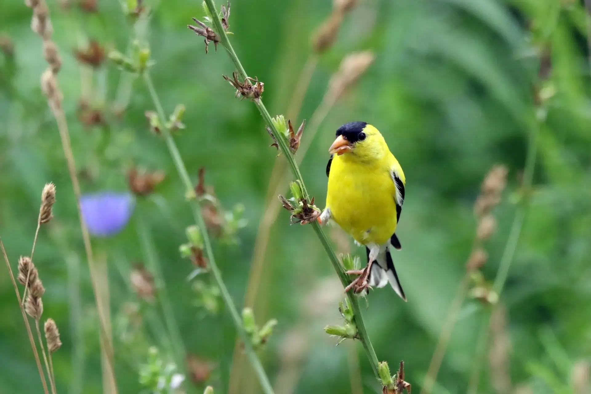 Featured image for “Protecting Birds on the Move”