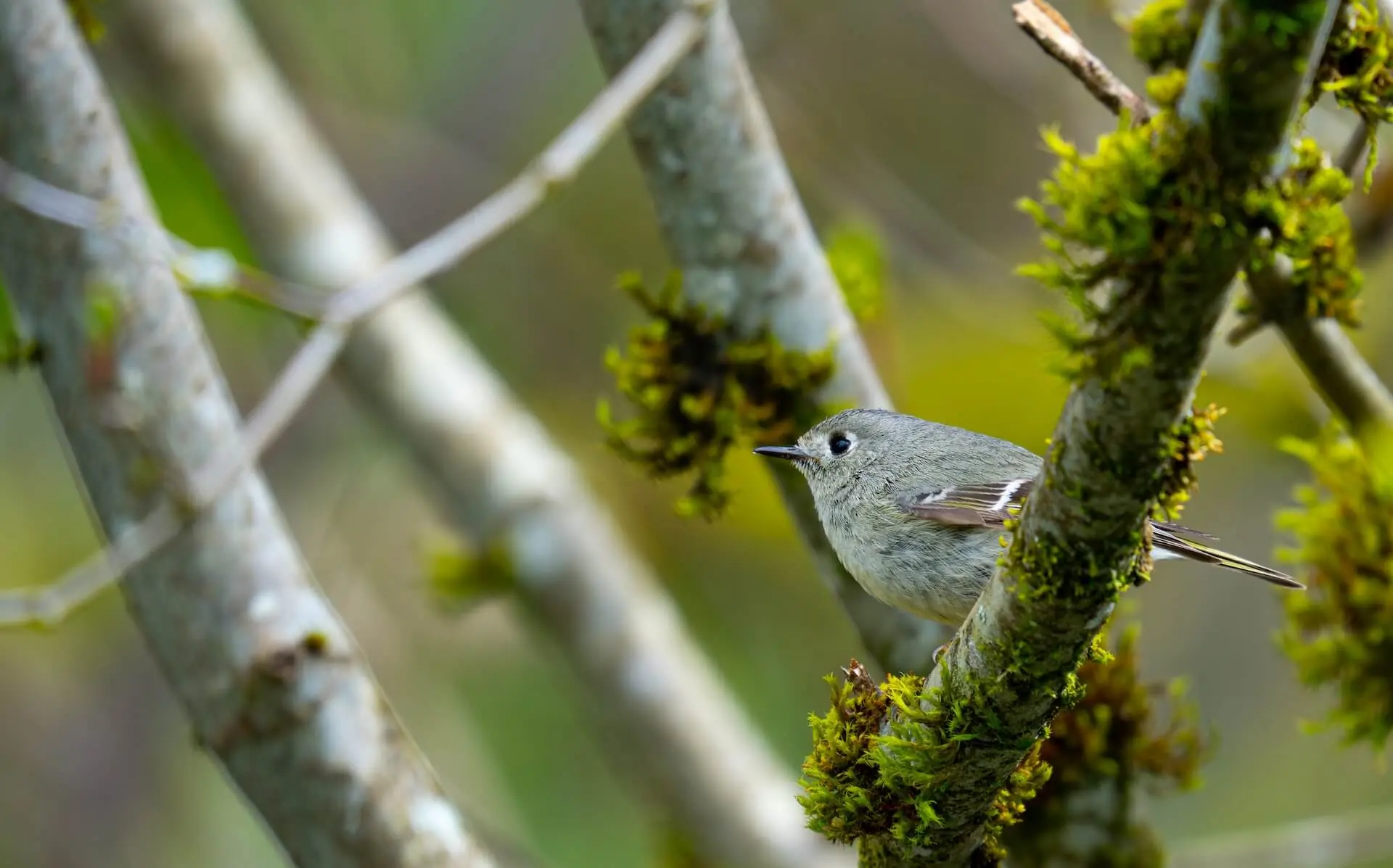 Ruby-crowned kinglet