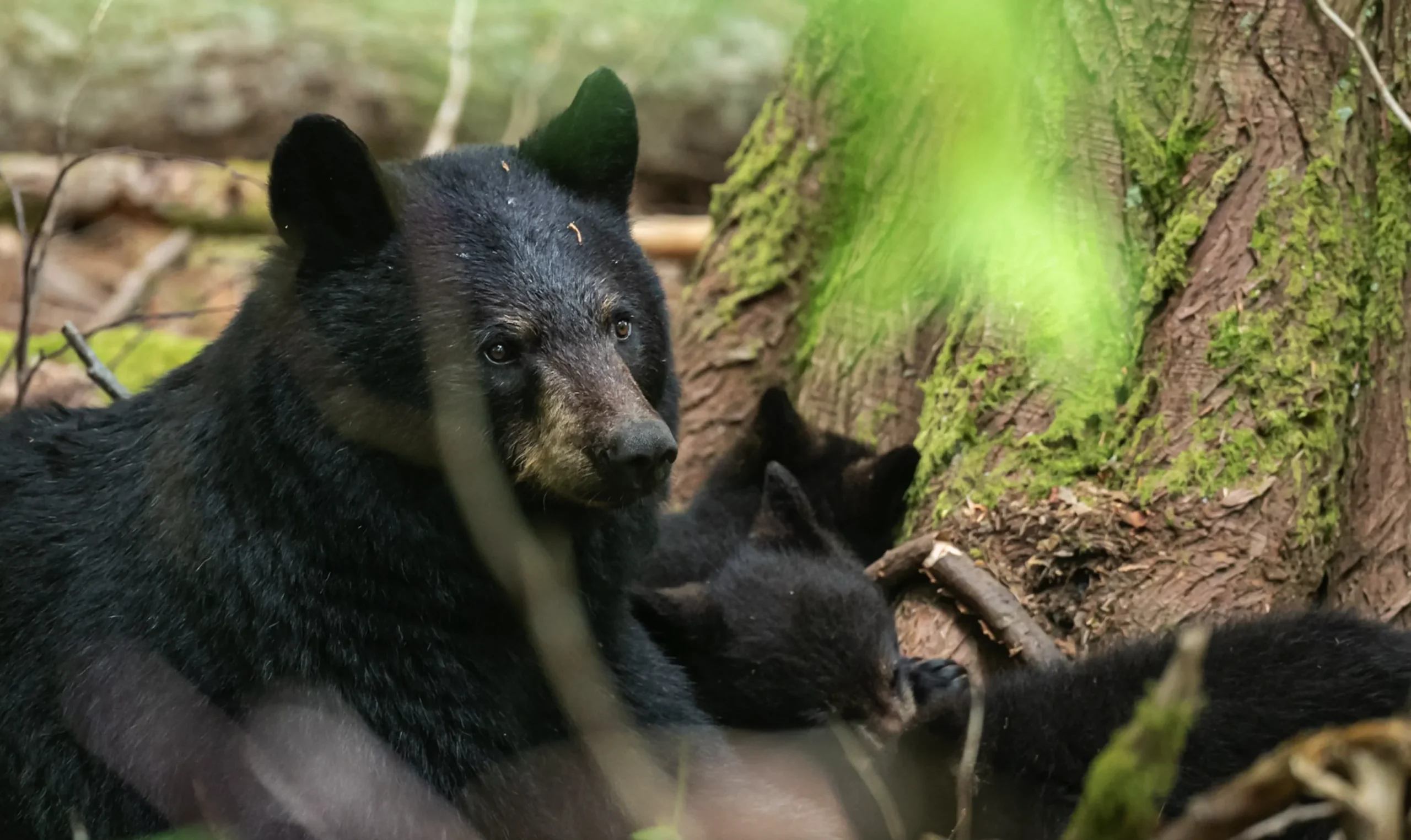 Featured image for “Wildlife Connectivity Project: Scoping Phase Report Published”
