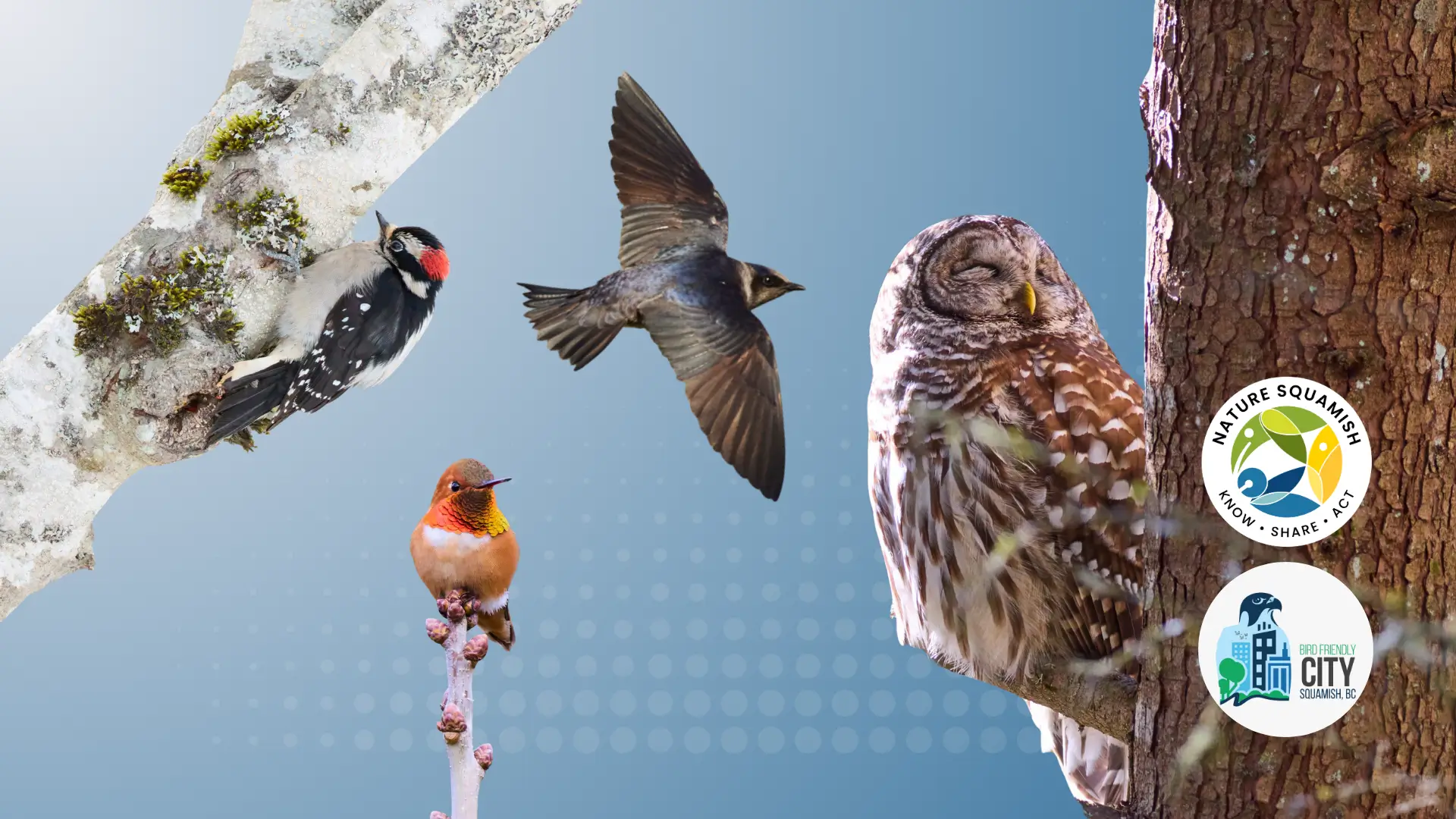 Featured image for “9 Simple Ways to Help Protect Birds”