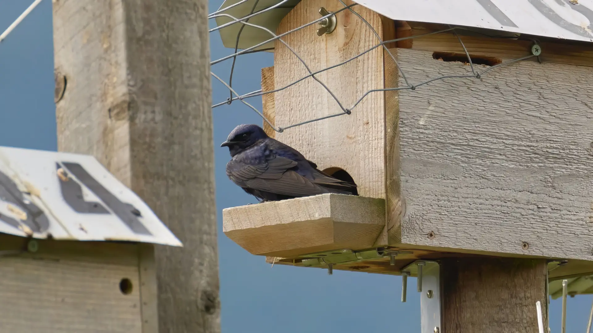 Featured image for “An Insight Into The Temperature Of Western Purple Martin Nest Boxes”