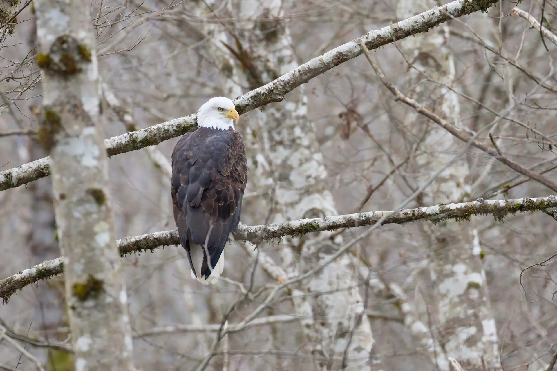 Featured image for “EagleWatch”