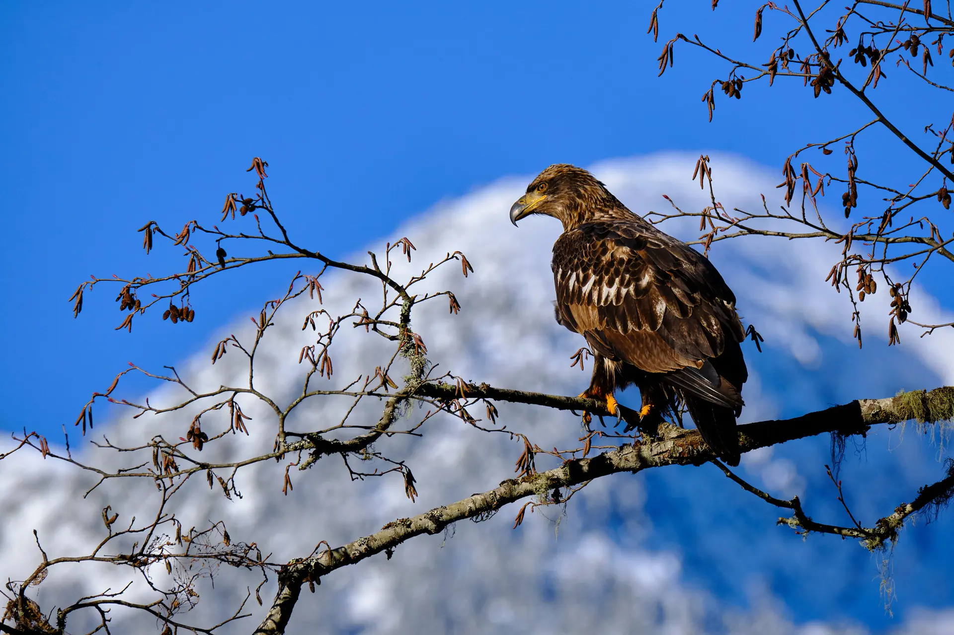 Featured image for “The inside view of EagleWatch 2020 – 2021”