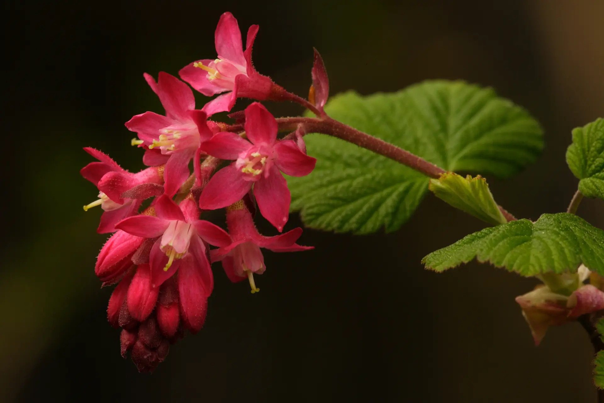 Featured image for “Red-Flowering Currant (Ribes sanguineum)”