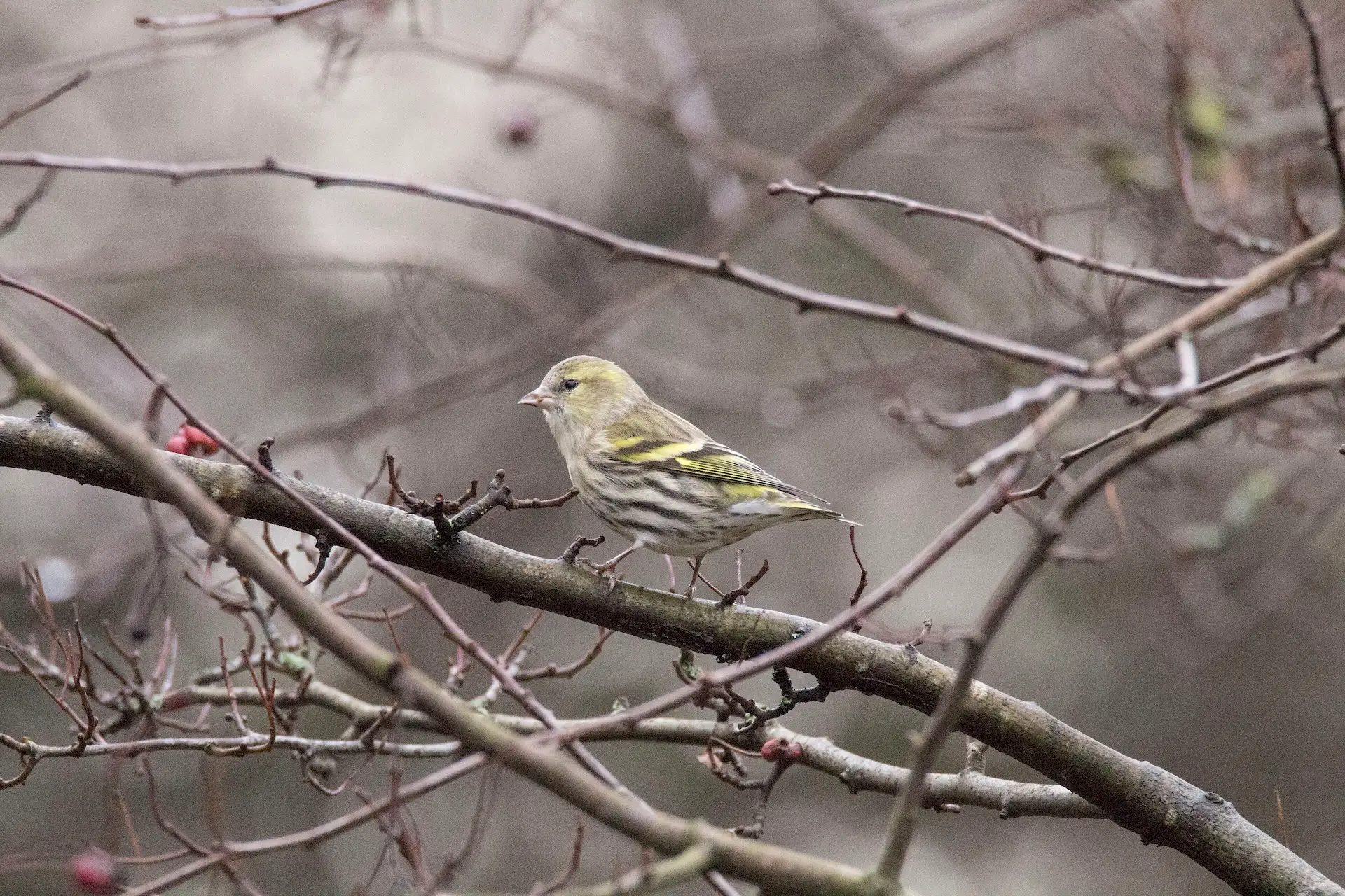 Featured image for “2024 Christmas Bird Count Results”