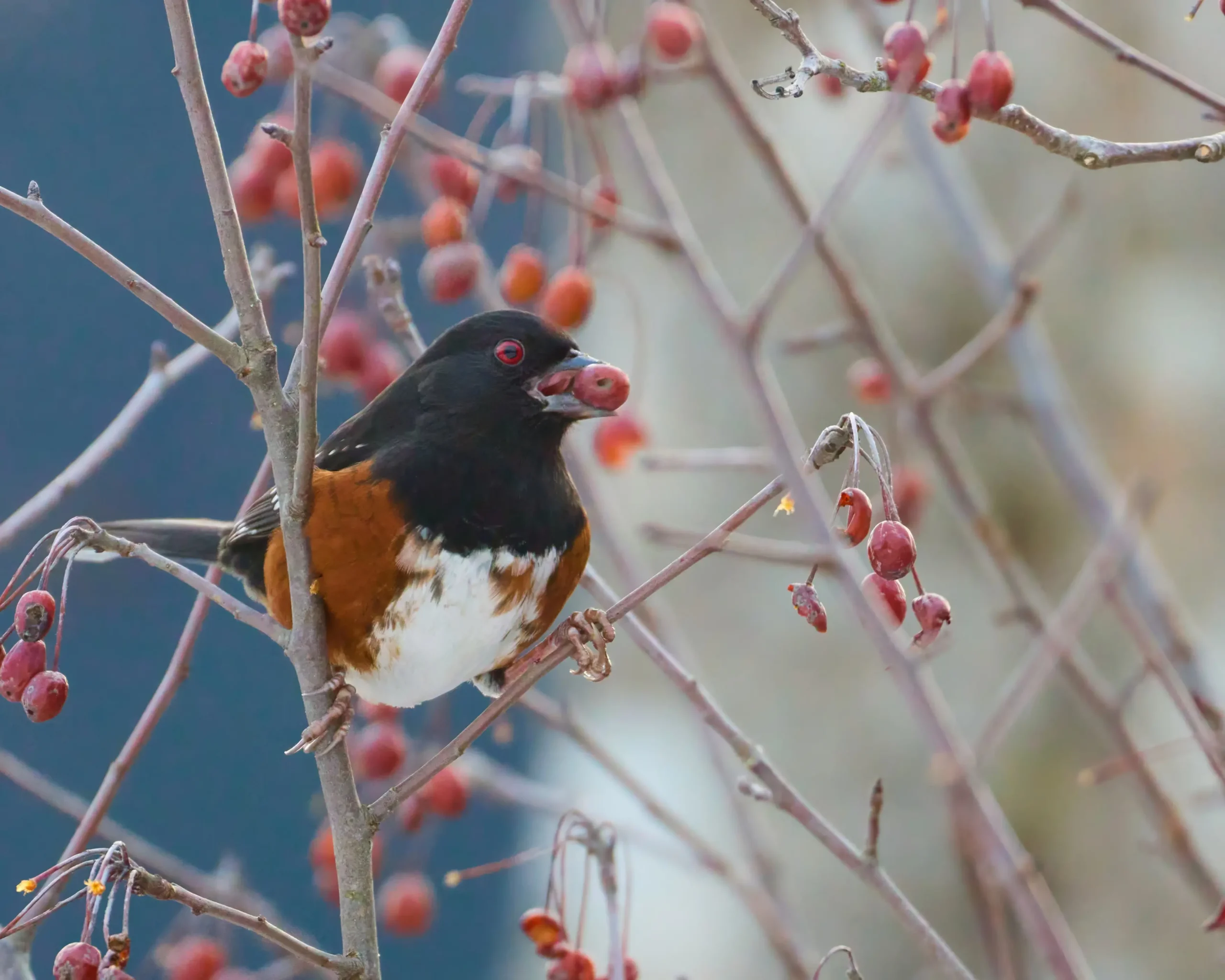 Featured image for “Squamish Christmas Bird Count”