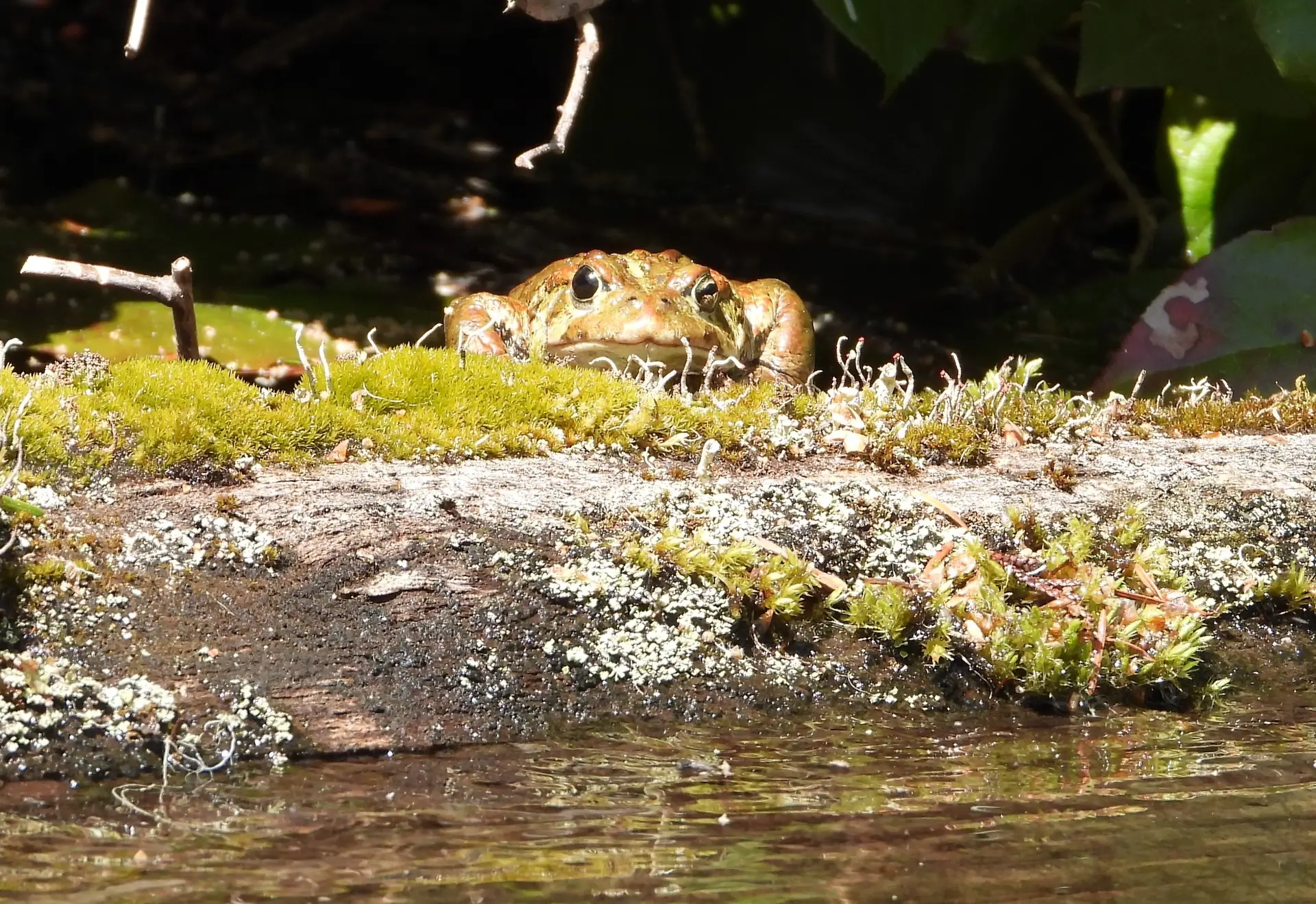 Featured image for “Western Toad Monitoring”