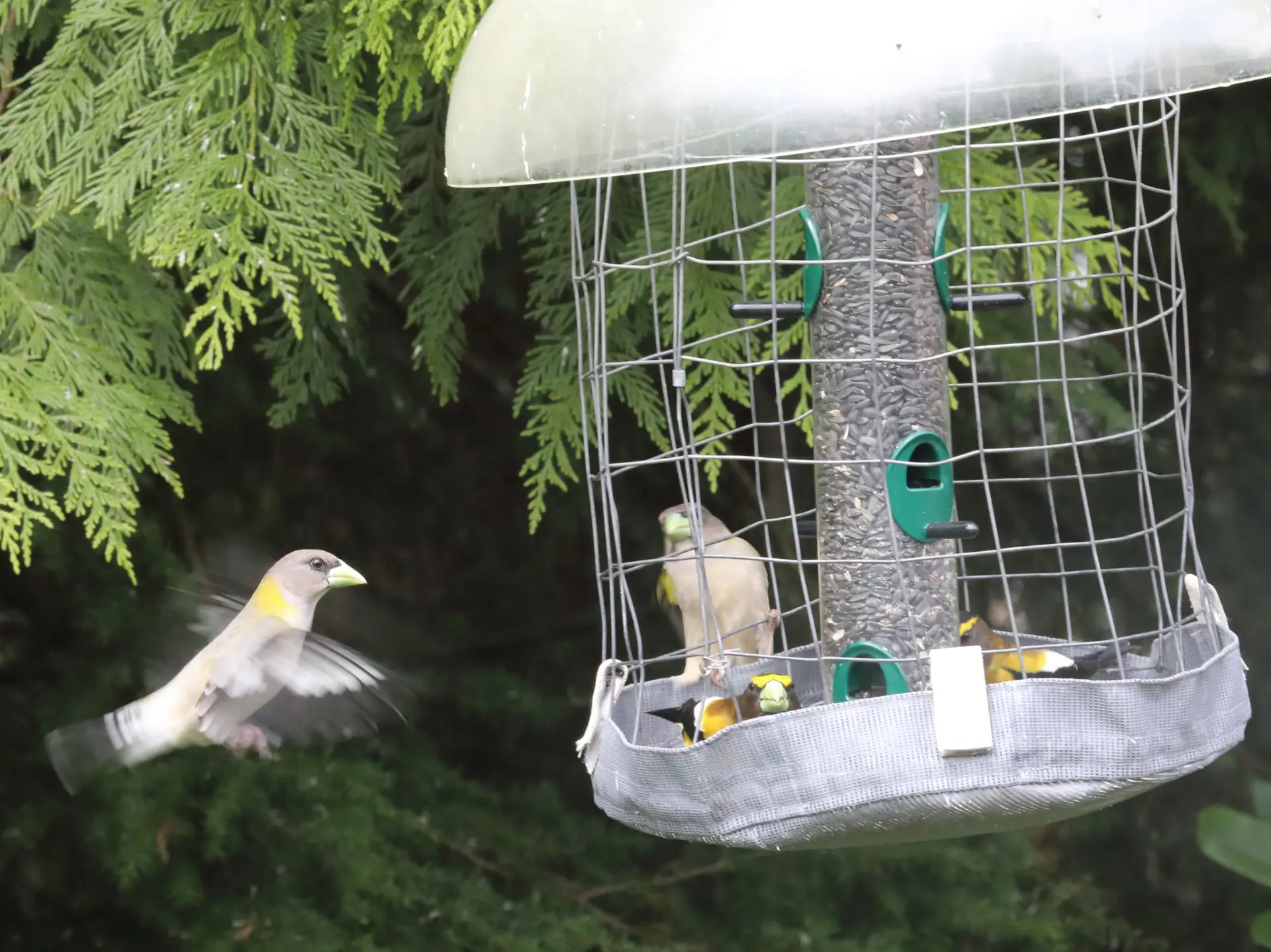 Featured image for “Working Towards a Safer Squamish for Birds”
