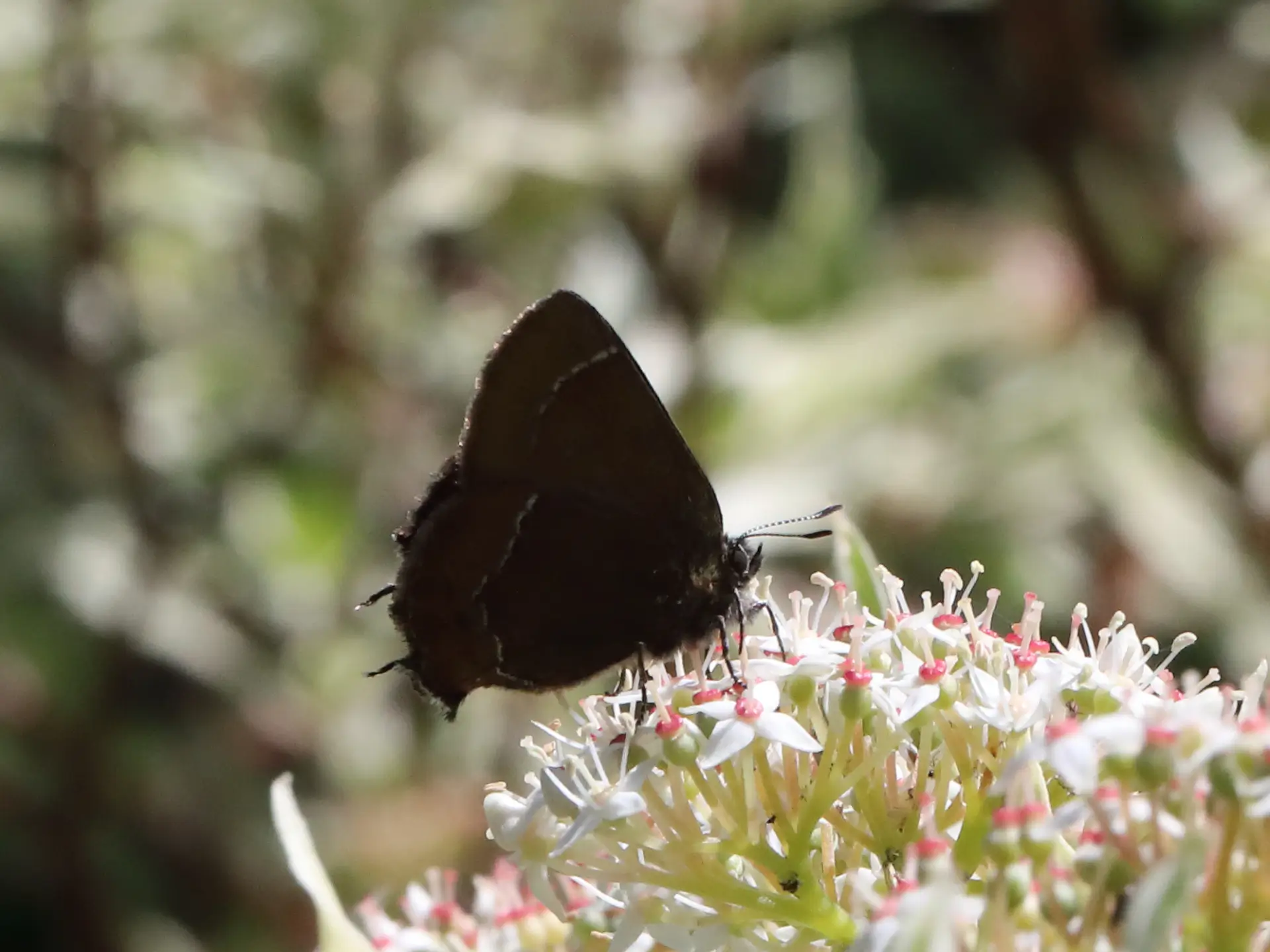 Featured image for “A Rare Visitor in Garibaldi Highlands, May 2021”