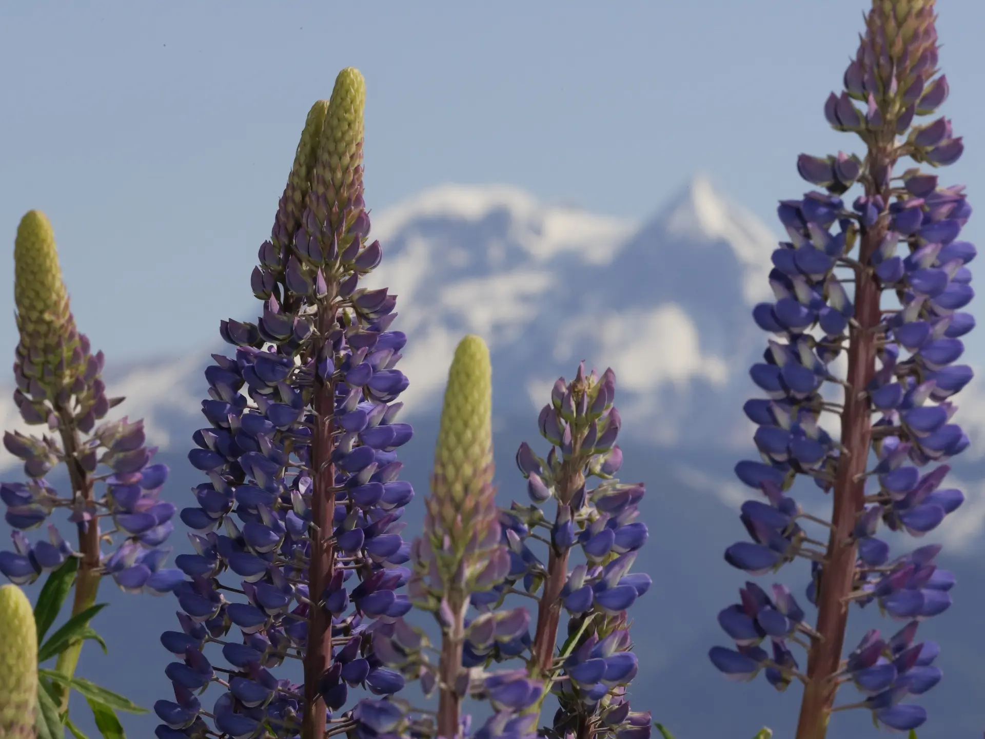 Featured image for “A Walk in the Lupines”