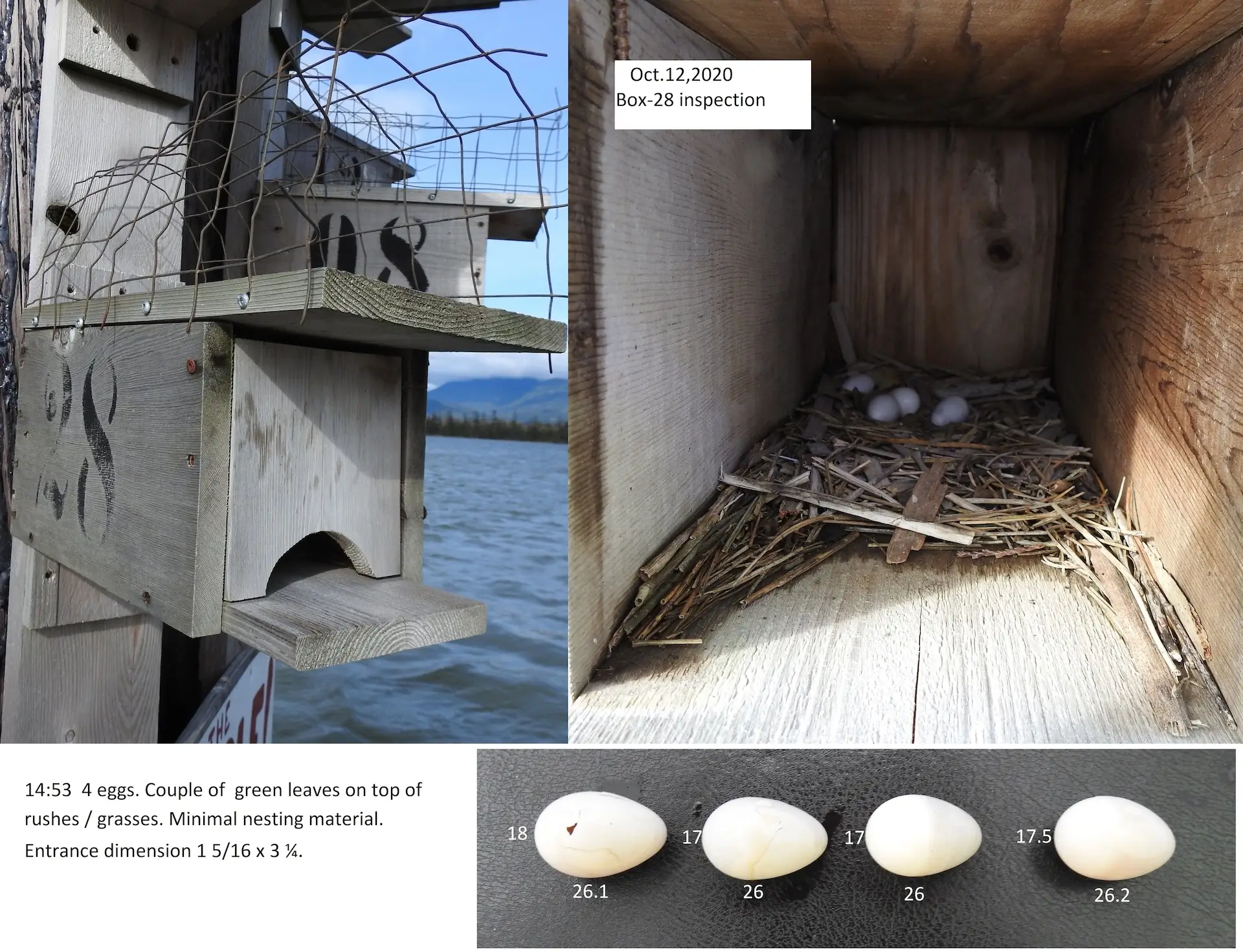 Featured image for “Purple Martin Nest Box Update – October 2020”