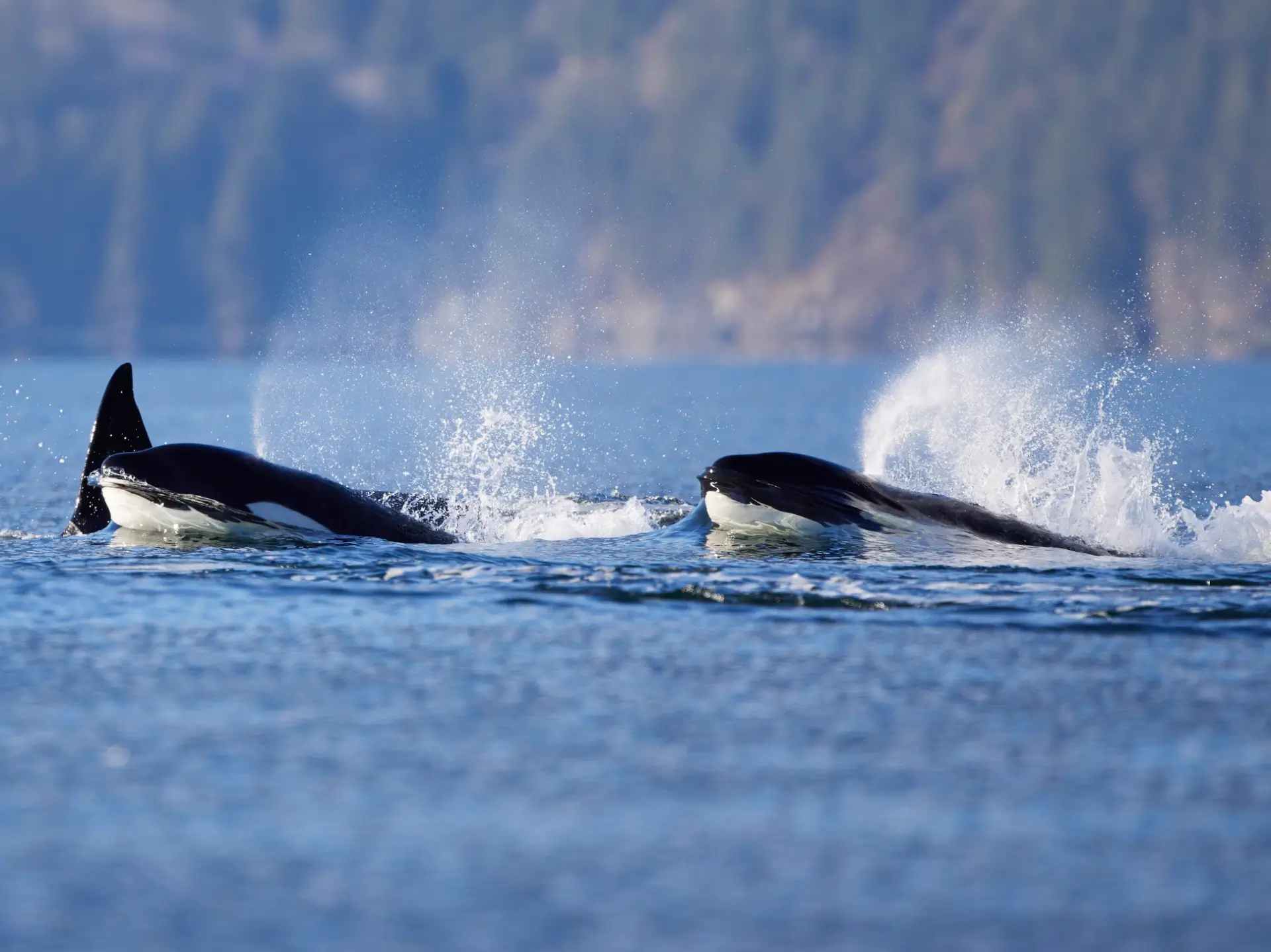 Featured image for “It’s Official: Átl’ḵa7tsem / Howe Sound is now a Biosphere Reserve”