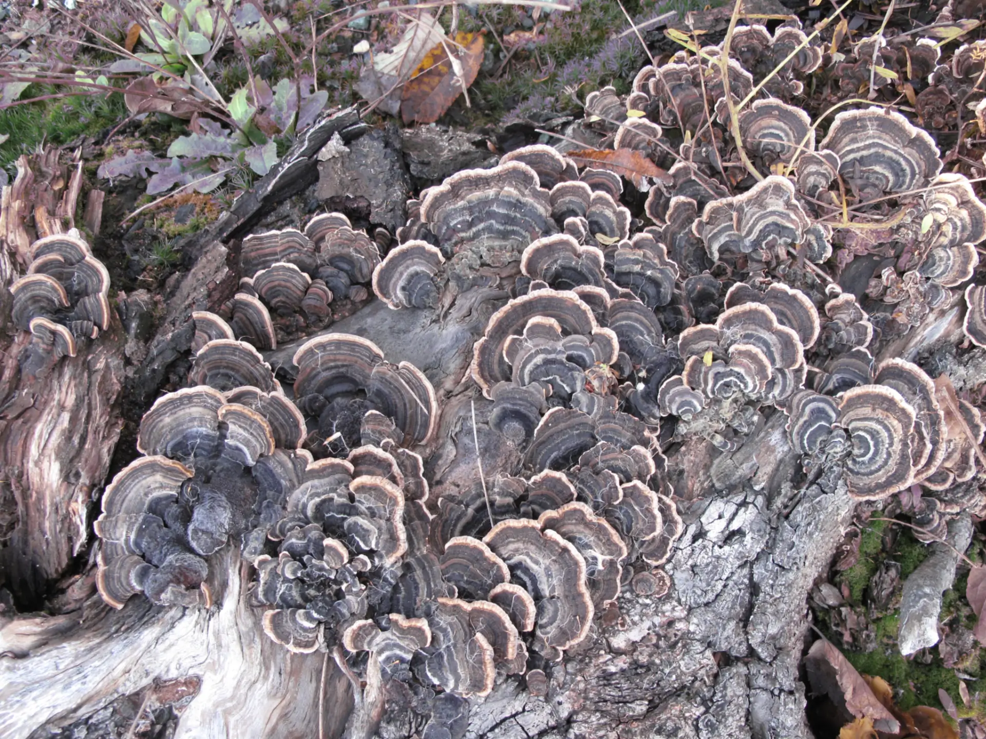 Featured image for “Mushrooms, Mushrooms Everywhere”