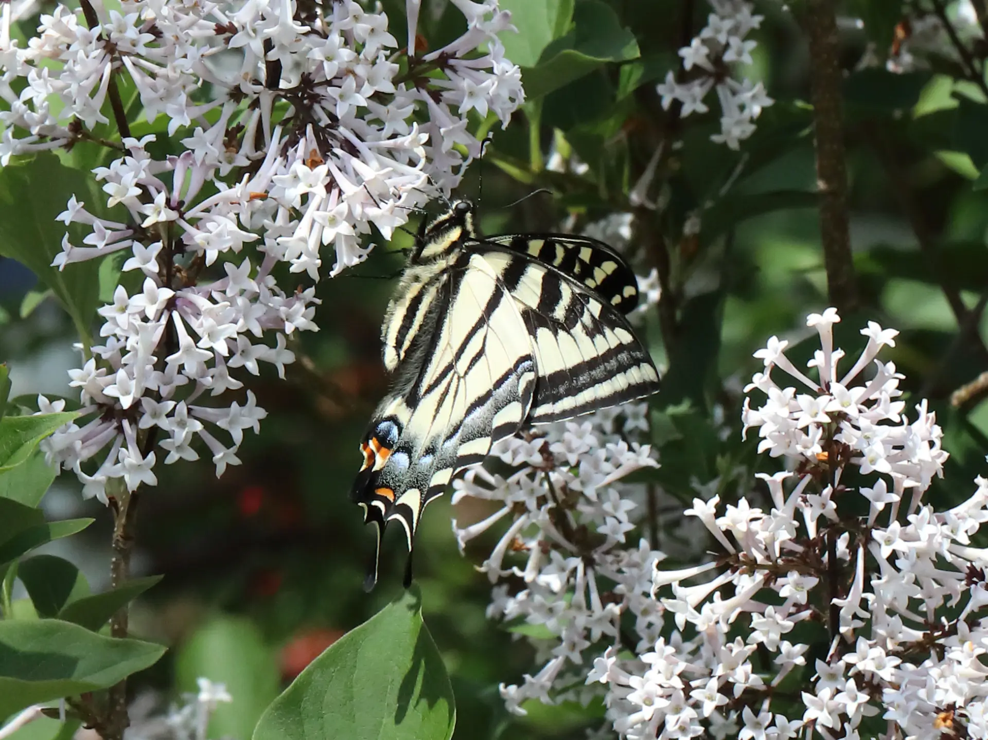 Featured image for “Squamish Swallowtails”