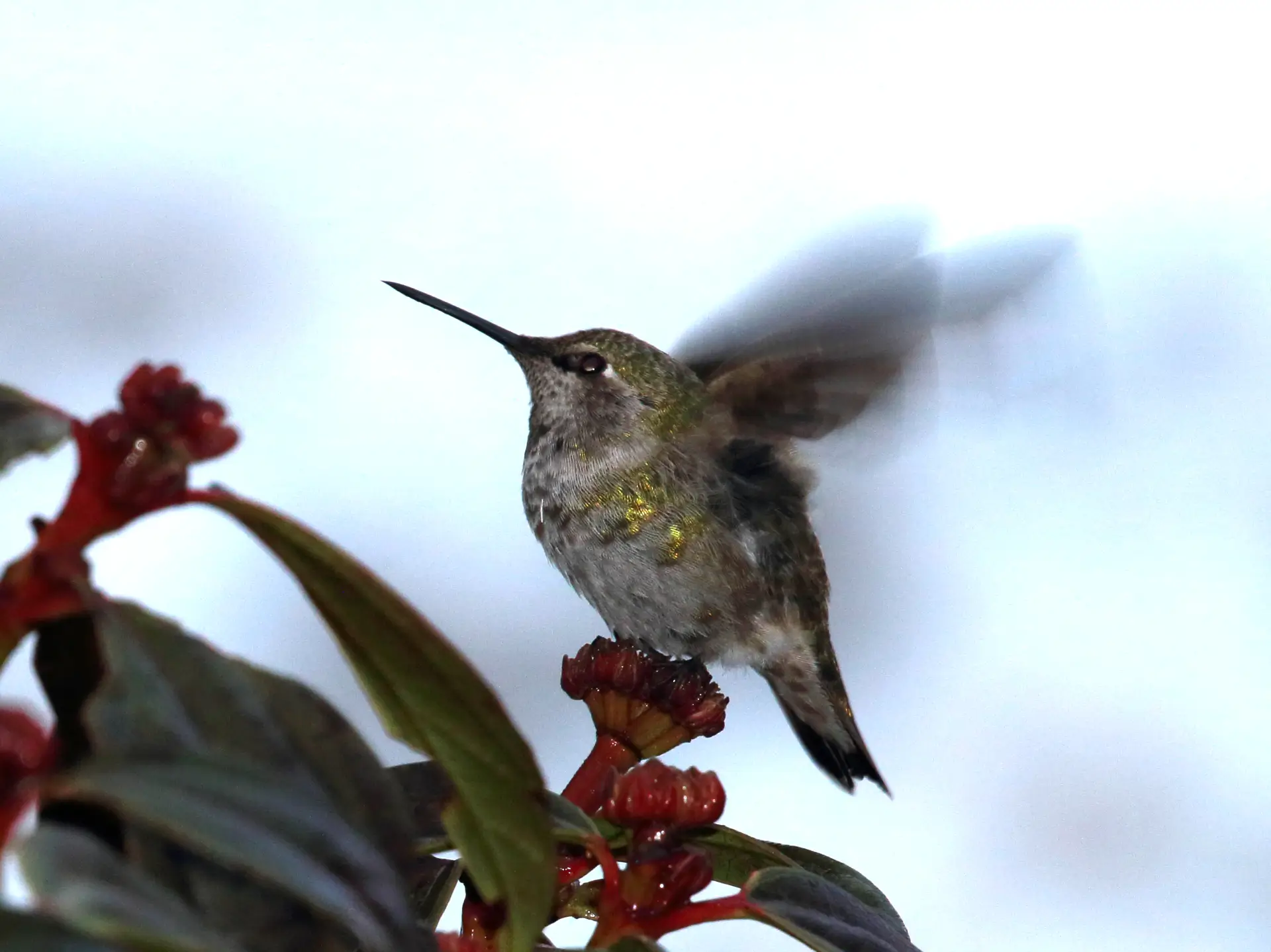 Featured image for “Winter Help for our Resident Hummingbirds”