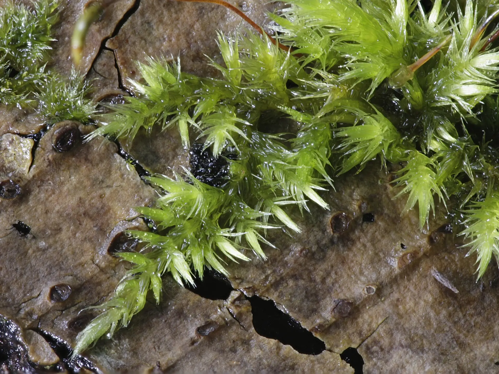 Featured image for “Home is where the moss grows…”