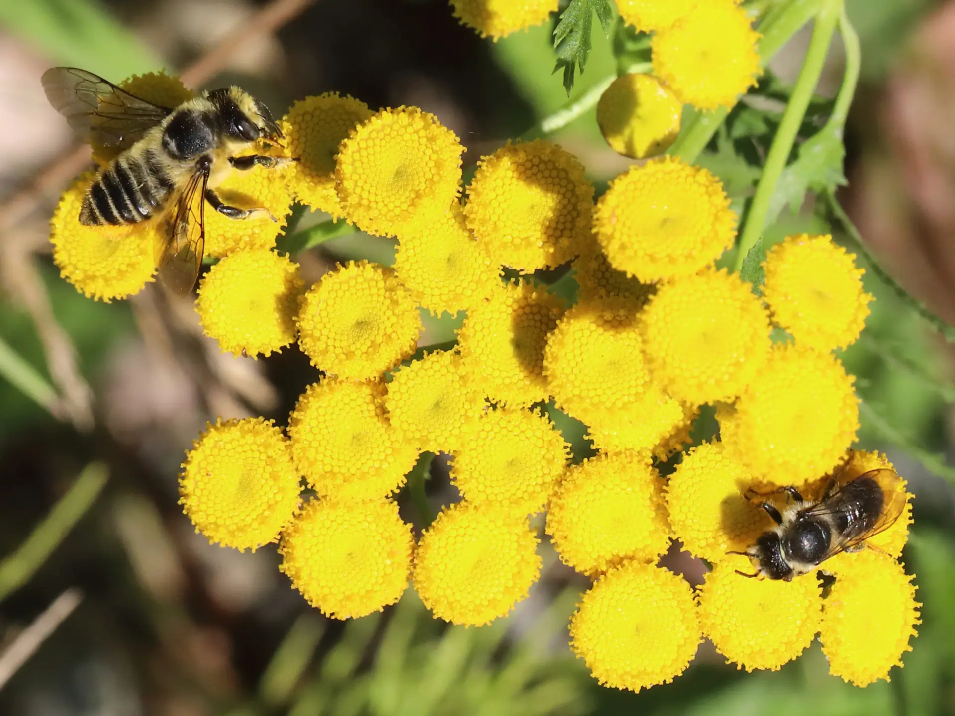 Featured image for “Meet the Five Bee Families of Squamish”