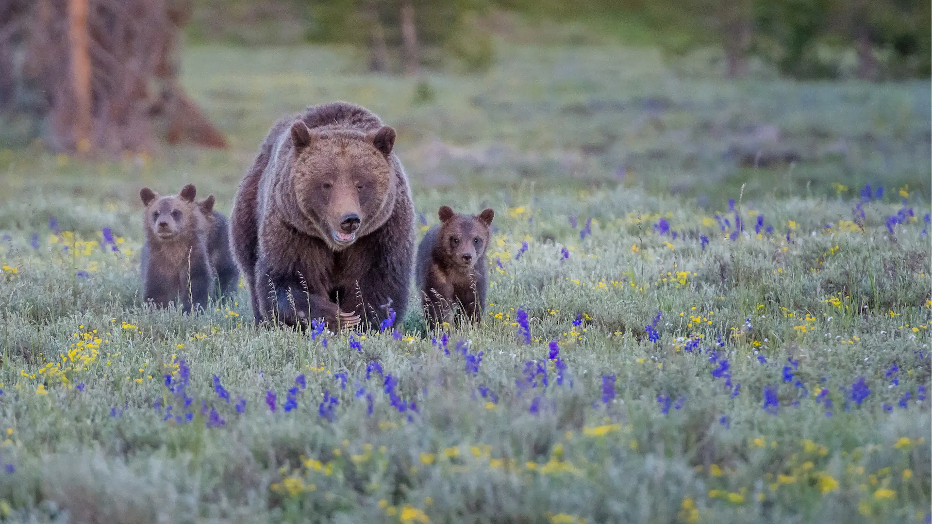 Featured image for “Wildlife Connectivity”