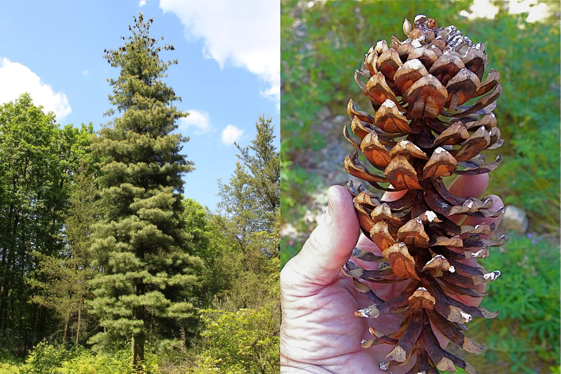 Featured image for “Our big Western White Pine (Pinus monticola)”