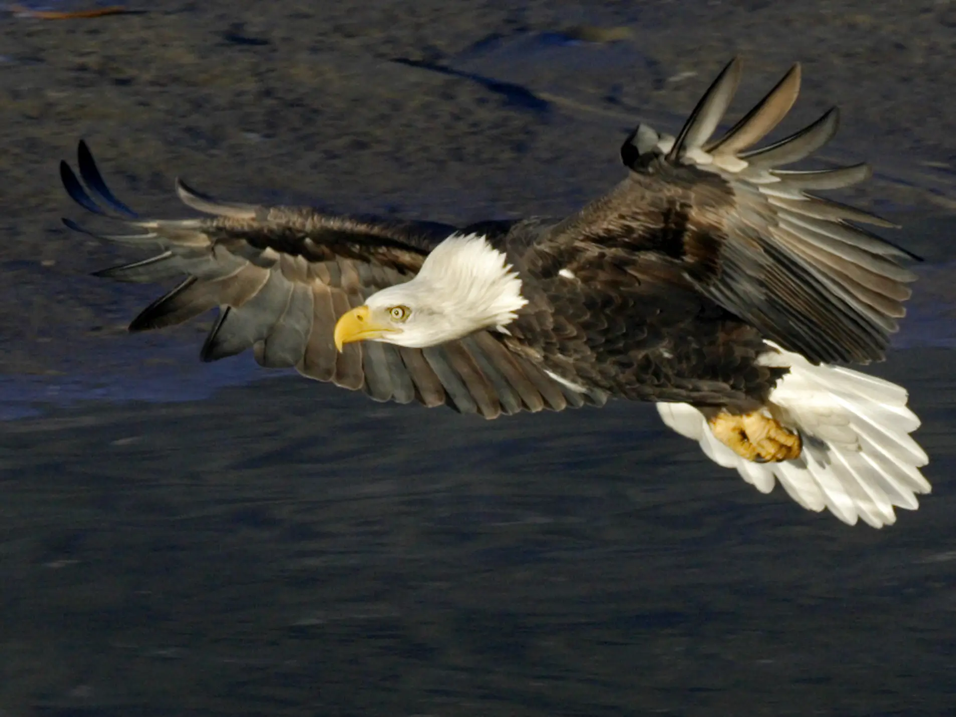 Featured image for “2026 EagleWatch Season Begins November 7”