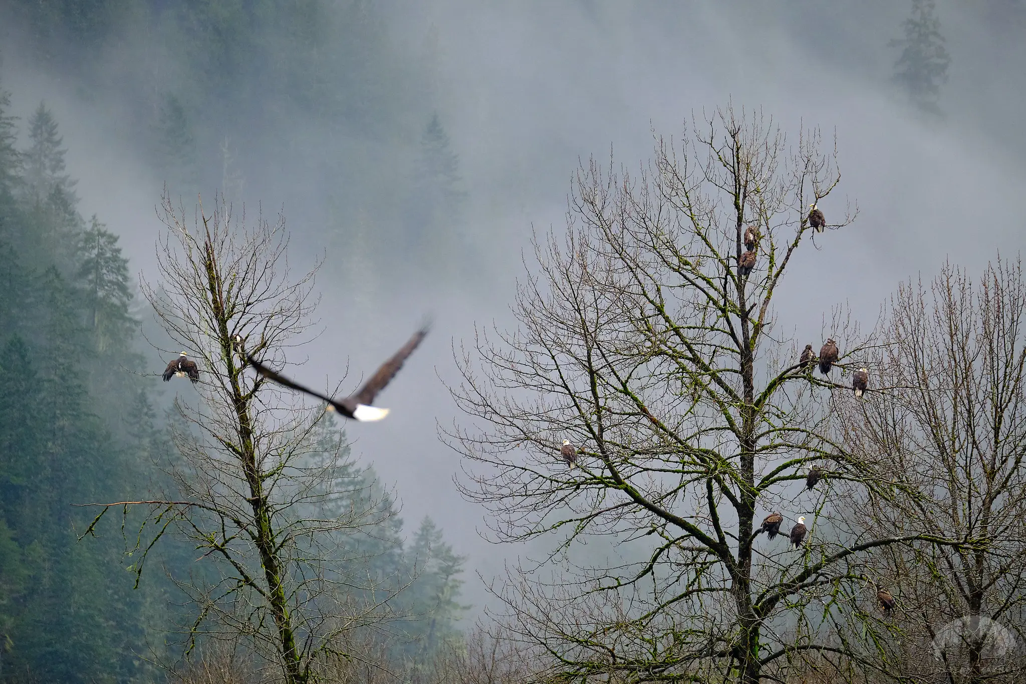 Featured image for “Understanding Bald Eagles”