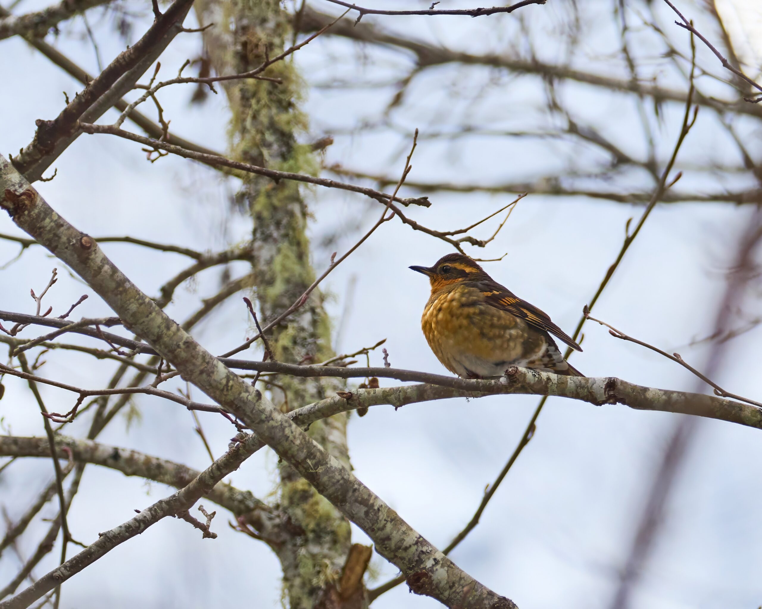 Featured image for “How Does Light Pollution Affect Birds?”
