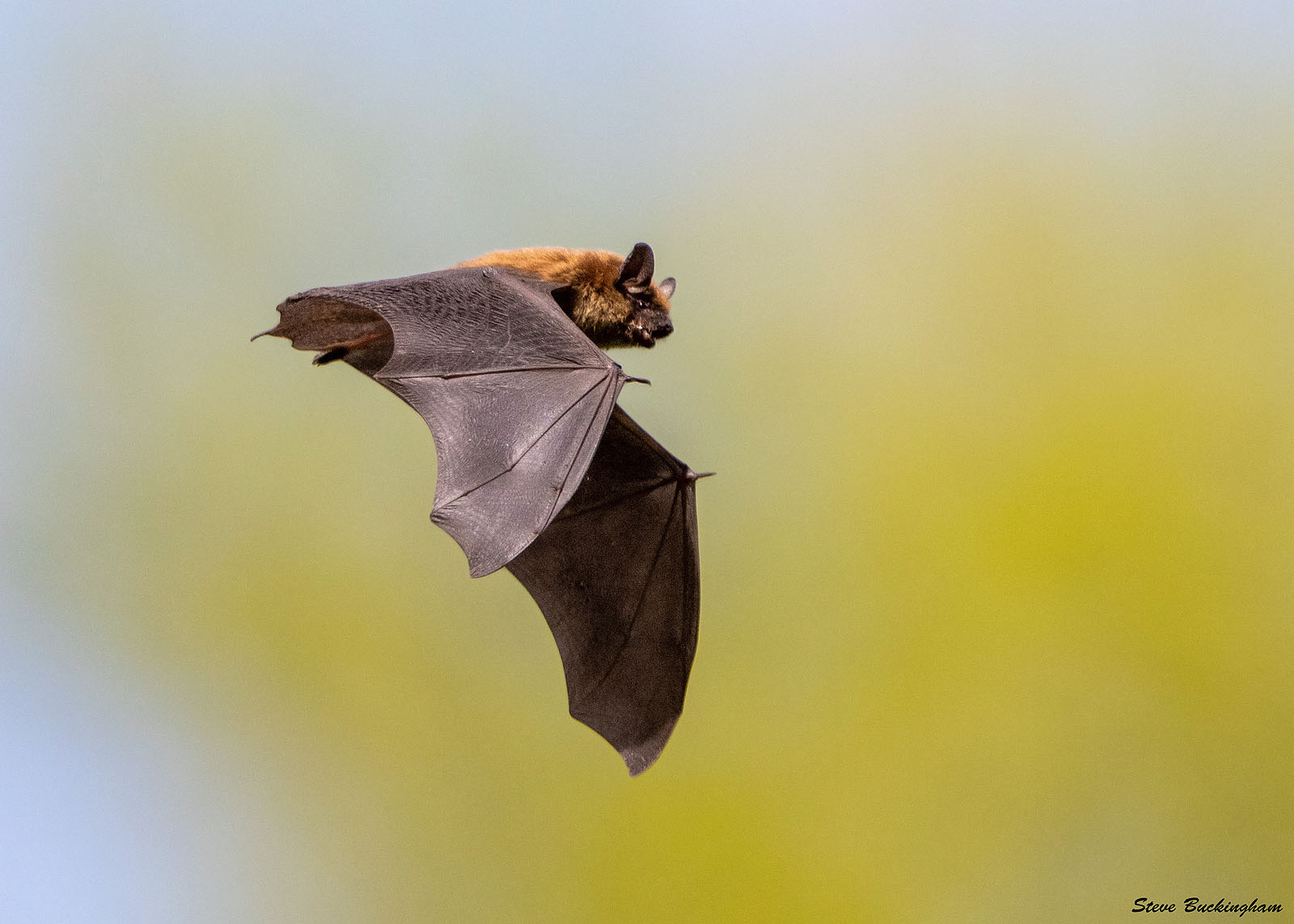 Featured image for “Why Do We Need Bats?”