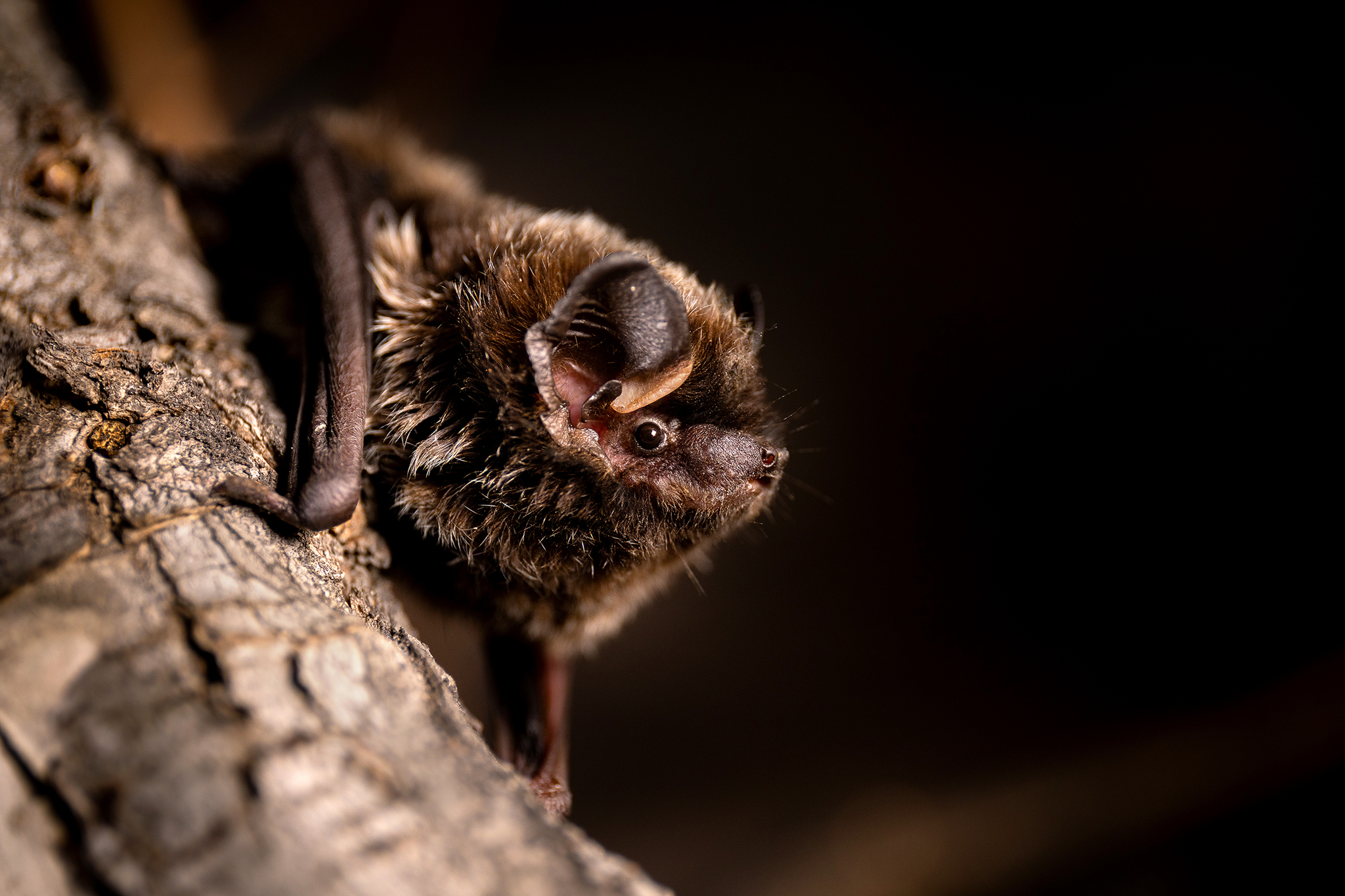 Featured image for “September Guided Bat Walks”