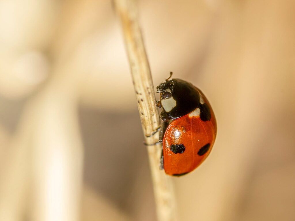 Ladybug on a stick.