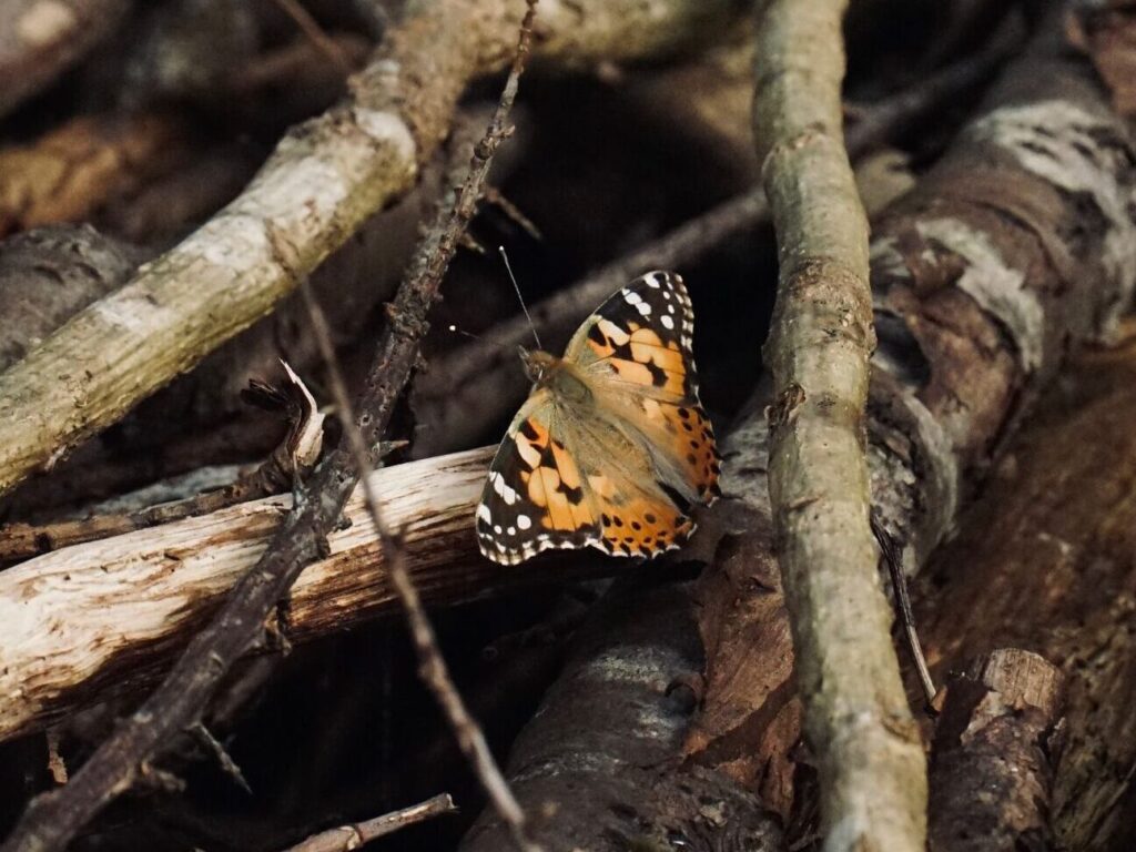 Painted lady butterfly resting on a pile of sticks.