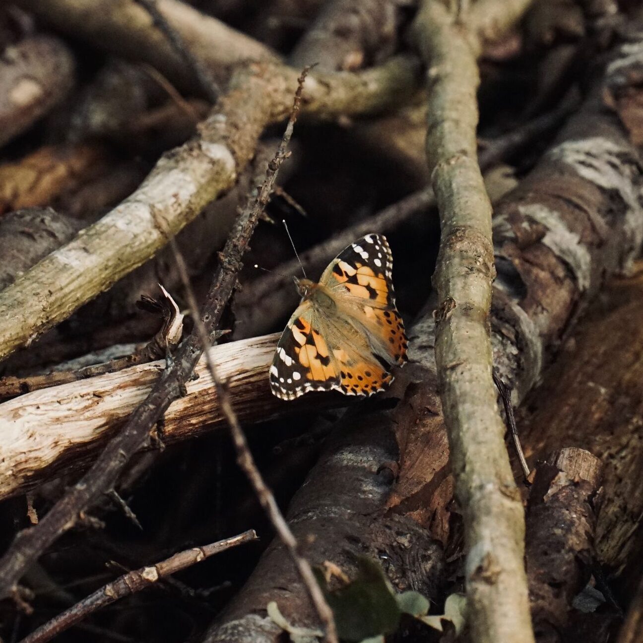 Featured image for “Where Pollinators Spend the Winter and How to Help”